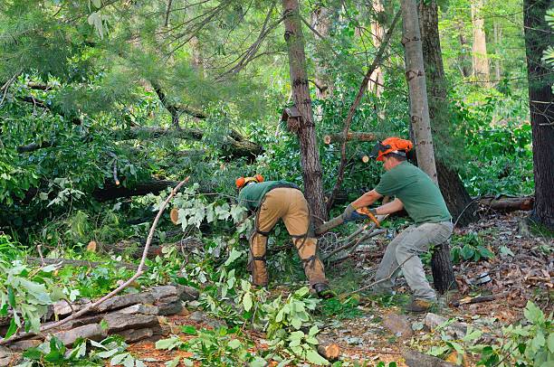 Best Tree Stump Removal  in Mayfield, PA